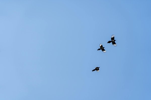 Sante Approches Durables